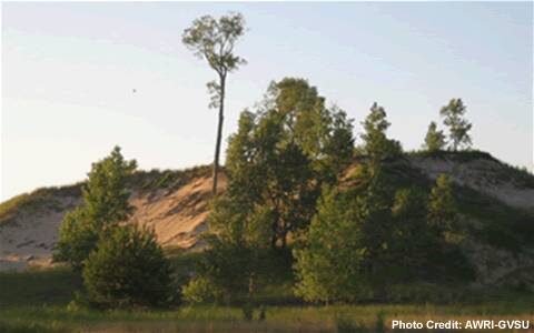 A forested sand dune.